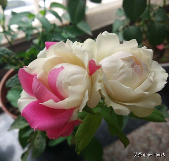 十种最漂亮的月季,最迷人的月季花墙搭配图