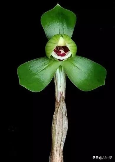 每日一品～中国兰花～春兰茗品～美芬荷