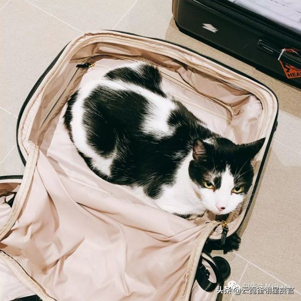 超好看的宠物包,好看又大的宠物包