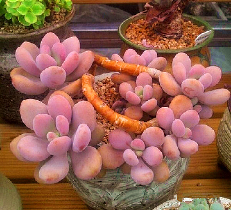 多肉植物桃蛋夏天怎么养护,桃蛋多肉植物养殖方法