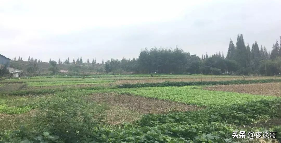 来成都感受这里的慢生活,来成都一年的感受