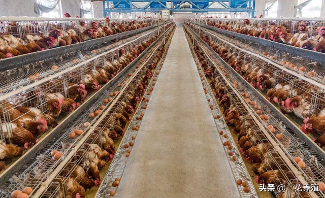 蛋鸡拉黑色糊状粪,蛋鸡拉红色粪便是怎么回事