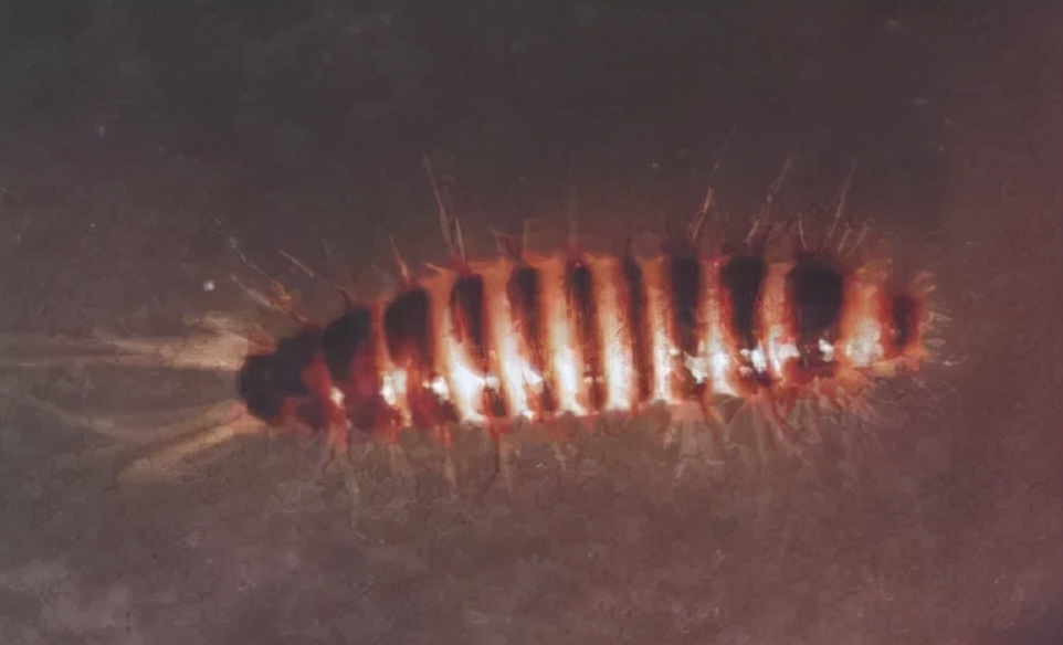 家里突然有好多小虫子黑色硬壳,家里出现黑色的硬壳小虫子是什么