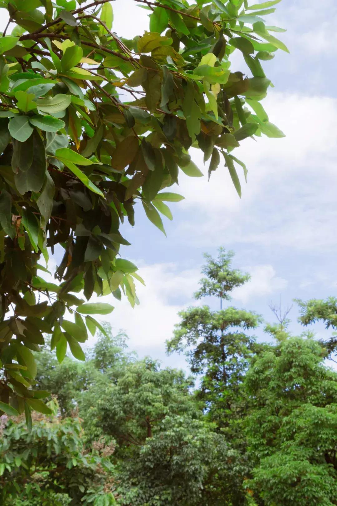 深圳哪里有摩天轮可以坐,深圳哪里有免费摩天轮