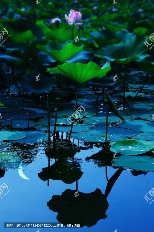 七绝夏日风光,七绝湖上白鹭翩翩飞