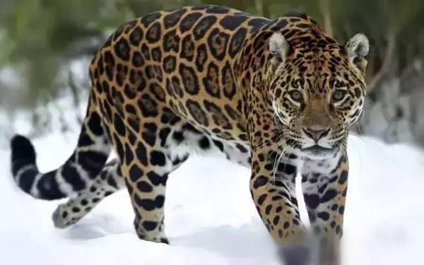 70年代打死豹子的女英雄陈传香,陈传香打死的豹子怀孕了吗