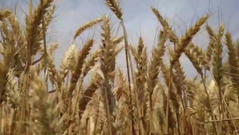 鹤壁大型嘉年华,鹤壁市2021中华老字号嘉年华活动