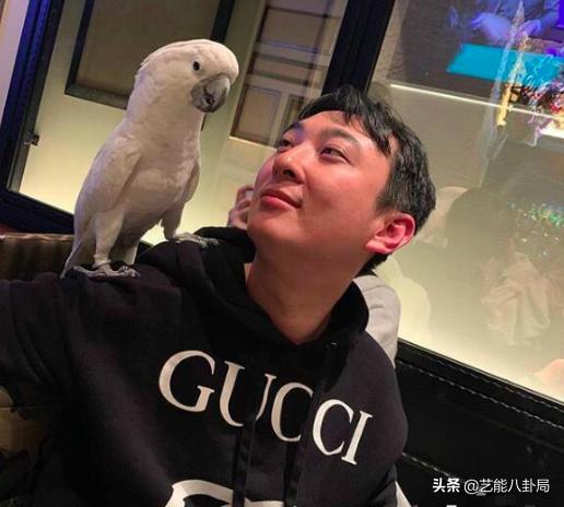 王思聪在哪家买的鸭子,王思聪为什么养鸭