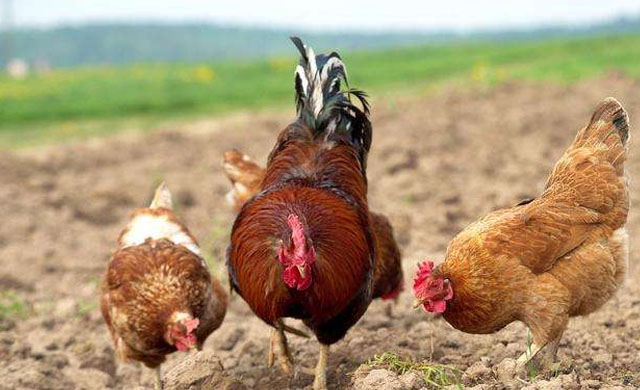 鸡出现咳嗽是什么症状,鸡咳嗽一招解决