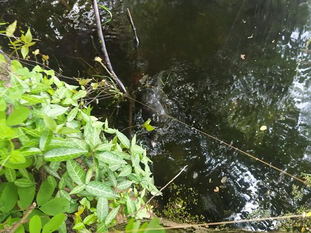 钓到一只4斤重巴西龟发朋友圈,钓到三斤重的乌龟能吃吗