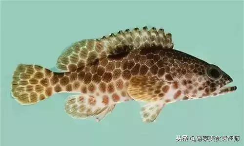 名贵海鲜干货有哪些品种,名贵海鲜水产品种类