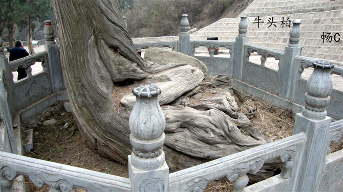 山西天下第一柏在哪里,山西省最奇特的山