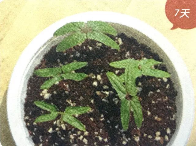 喇叭花的生活习性和怎样开花的,观察一朵花是怎样开花的