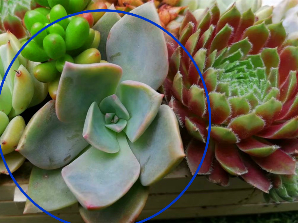 它们的名字都叫初恋,究竟谁真谁假?应该只是不同的肉肉重名了