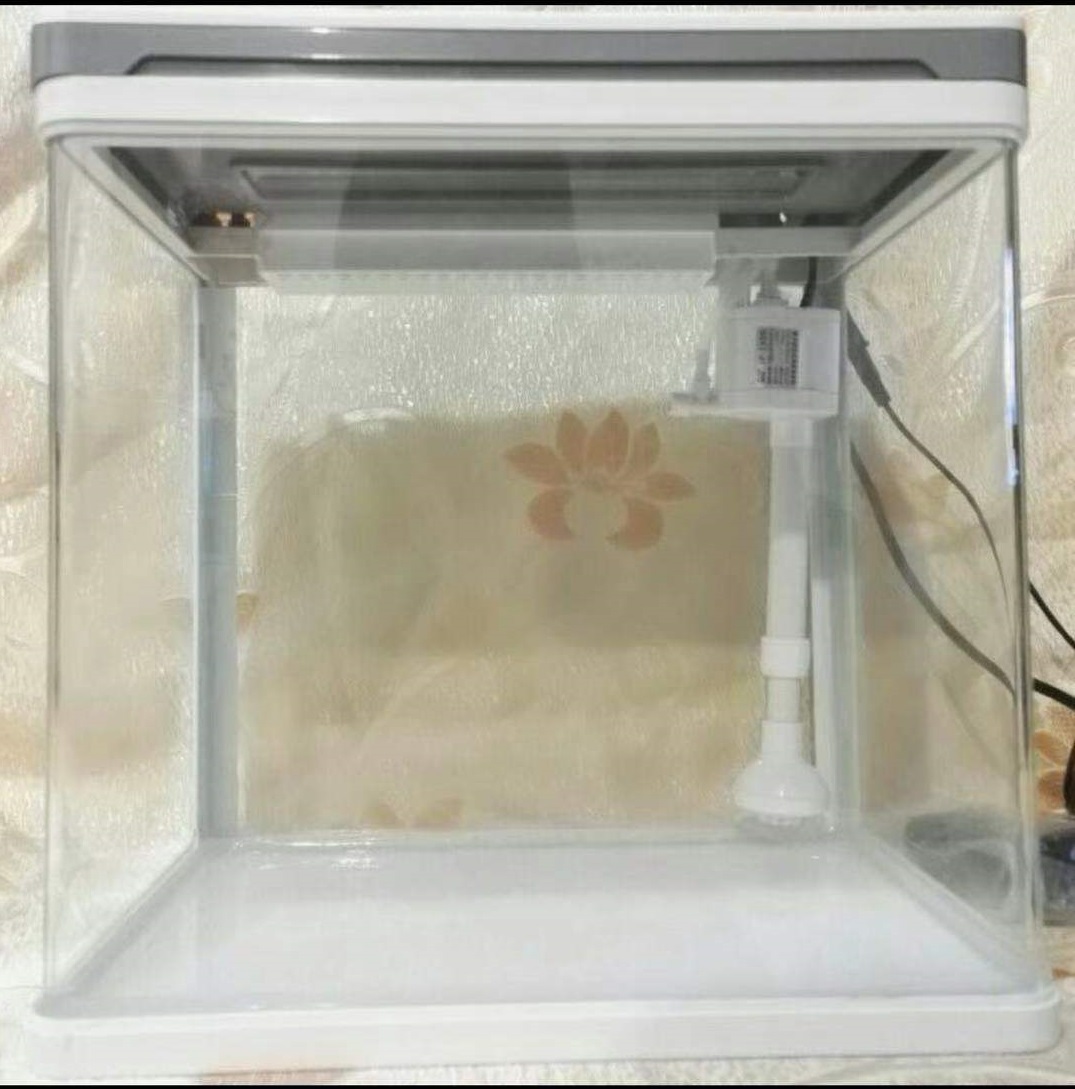 小型观赏鱼鱼缸,小型观赏鱼红箭鱼用什么鱼缸