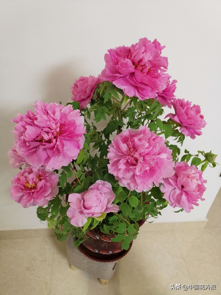 最好听的花的名字,100个好听的花名字