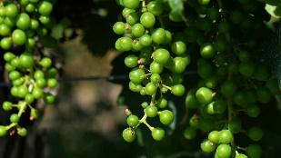 葡萄美酒夜光杯喝了一杯又一杯,葡萄美酒夜光杯醉卧沙场君莫笑