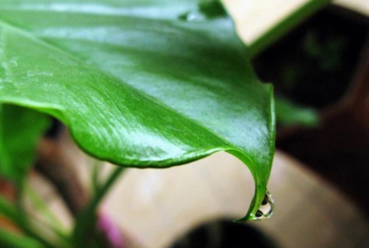 绿叶花卉滴水观音分类,植物滴水观音为何绿叶变黄