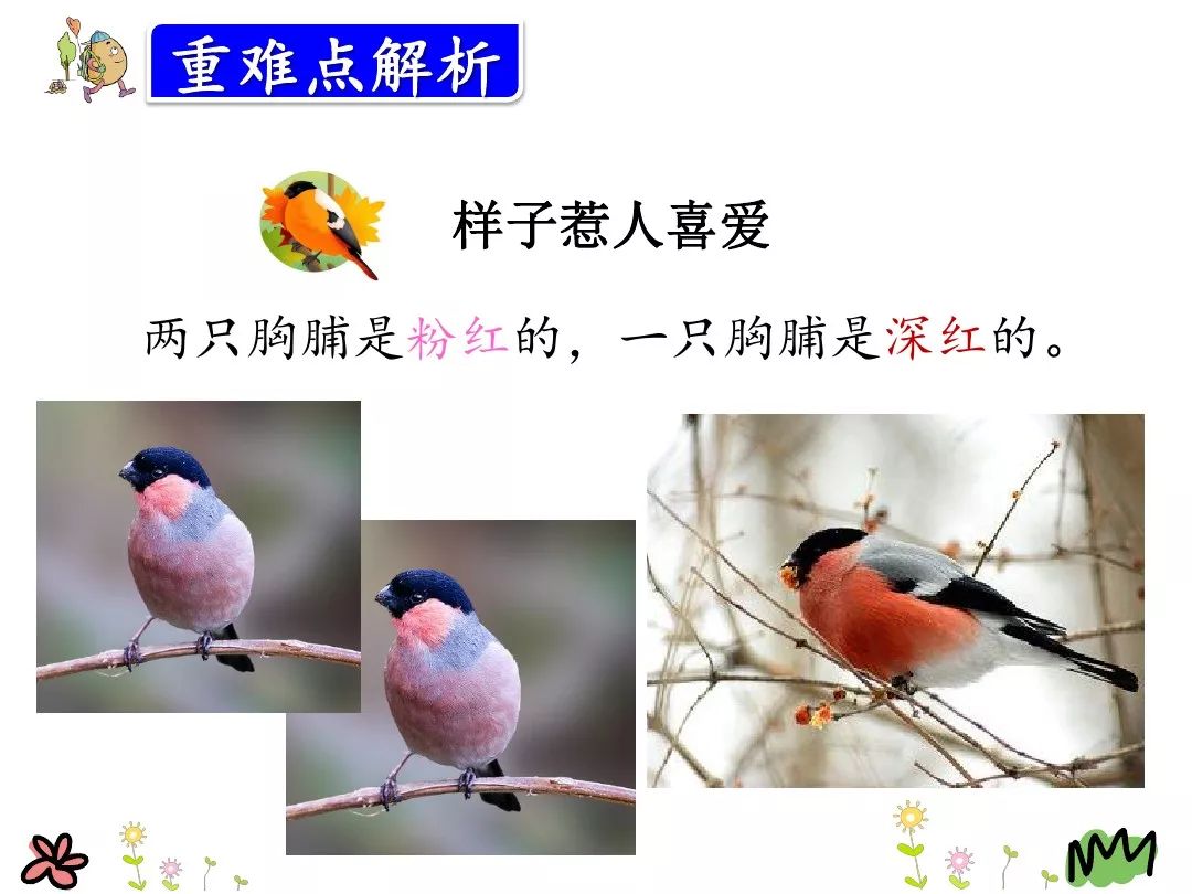 三年级上册26课灰雀的课后词语,三年级26课灰雀生字组词加拼音