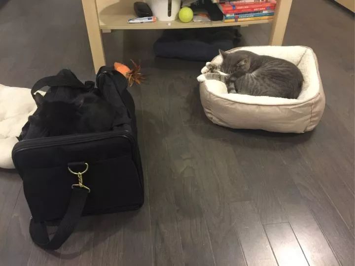 黑猫真的能看到人看不到的东西吗,黑猫真的有那么可怕吗