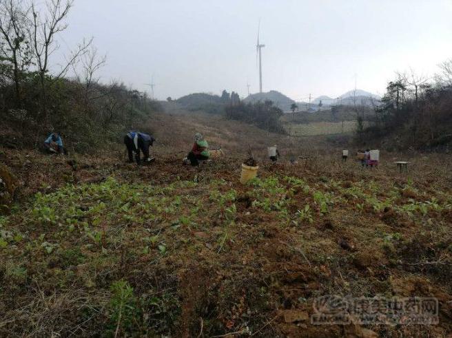 药材价格行情黄柏,冷门药材价格