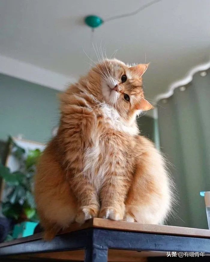 俄罗斯猫敢惹吗,俄罗斯猫有多凶猛