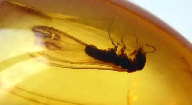 缅甸琥珀真伪鉴别方法,缅甸琥珀鉴定视频大全