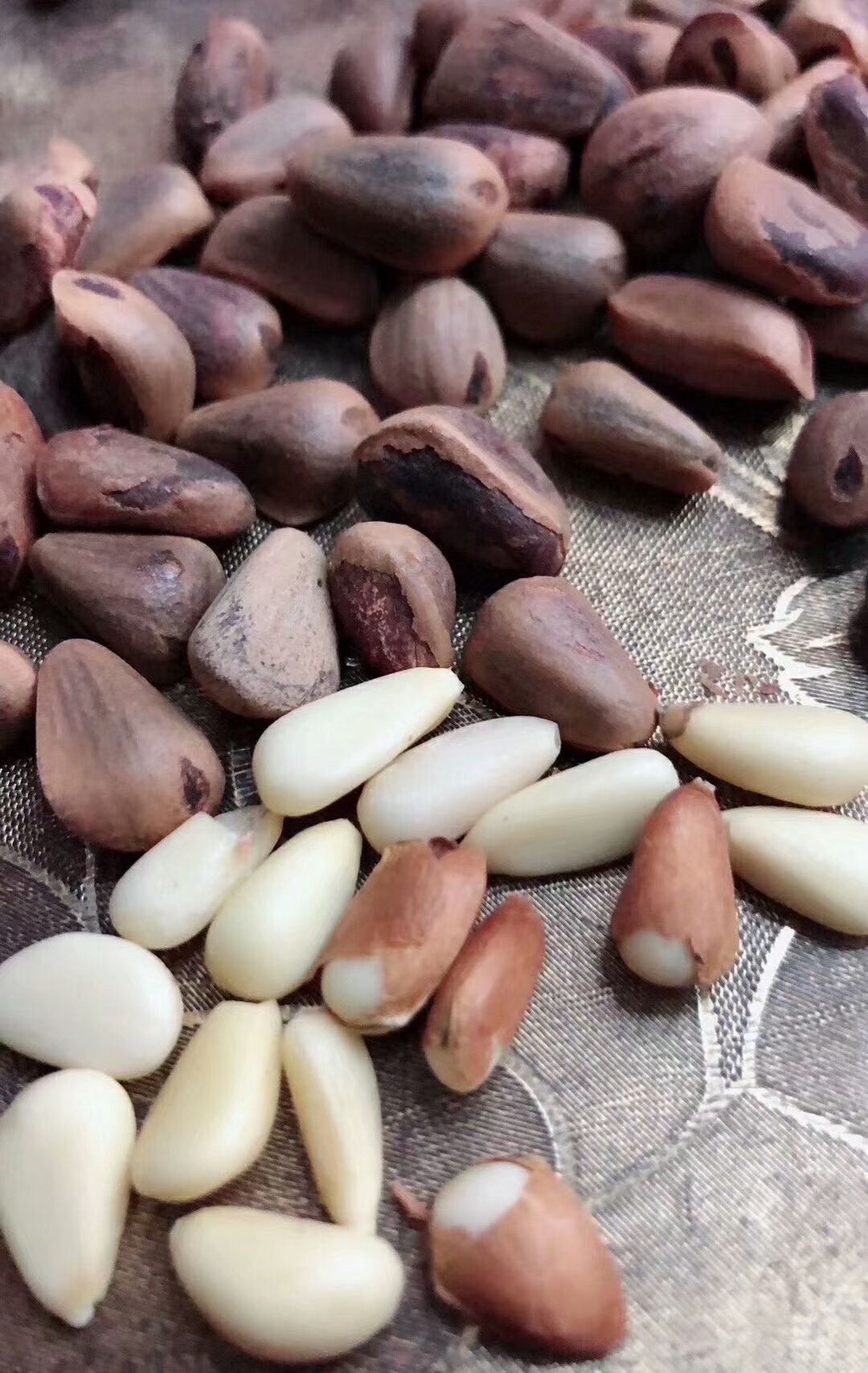 红松子的用途,长白山红松子的历史