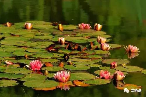 适合锦鲤池水面种植的植物,锦鲤鱼池能长什么植物