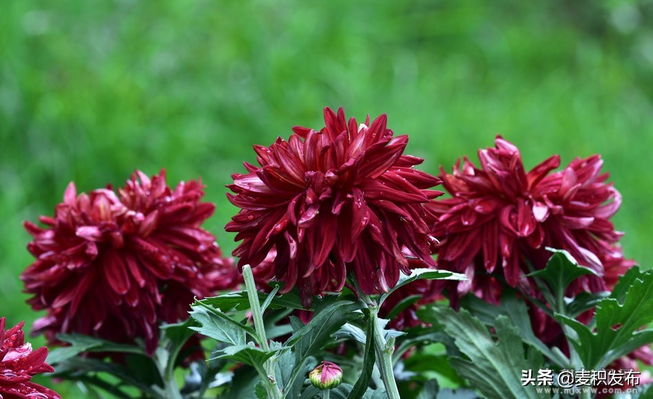 马跑泉公园有菊花展吗,庆祝菊花