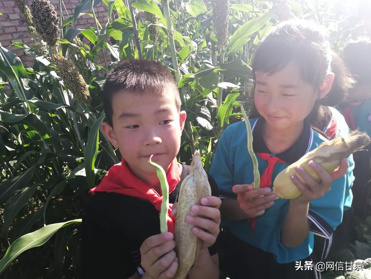 延安甘泉：播种绿色希望，收获金色成长——记甘泉县第三小学综合实践活动