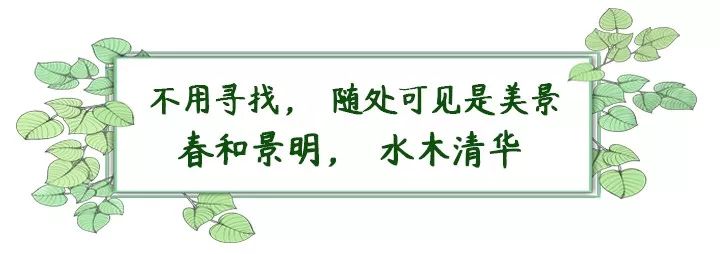 深圳最美簕杜鹃谷公园花海,宝安区花海赏花景点