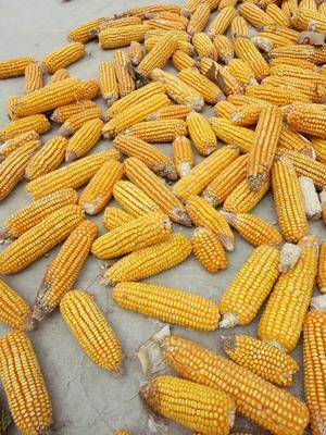 黄淮地区夏播东单1331品种简介,黄淮地区优质高产小麦品种有哪些