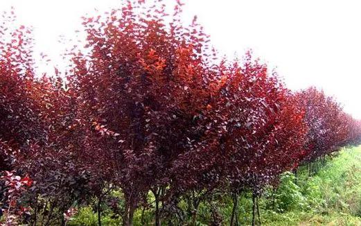 三明大金湖导游词400字,大金湖的景区导游介绍