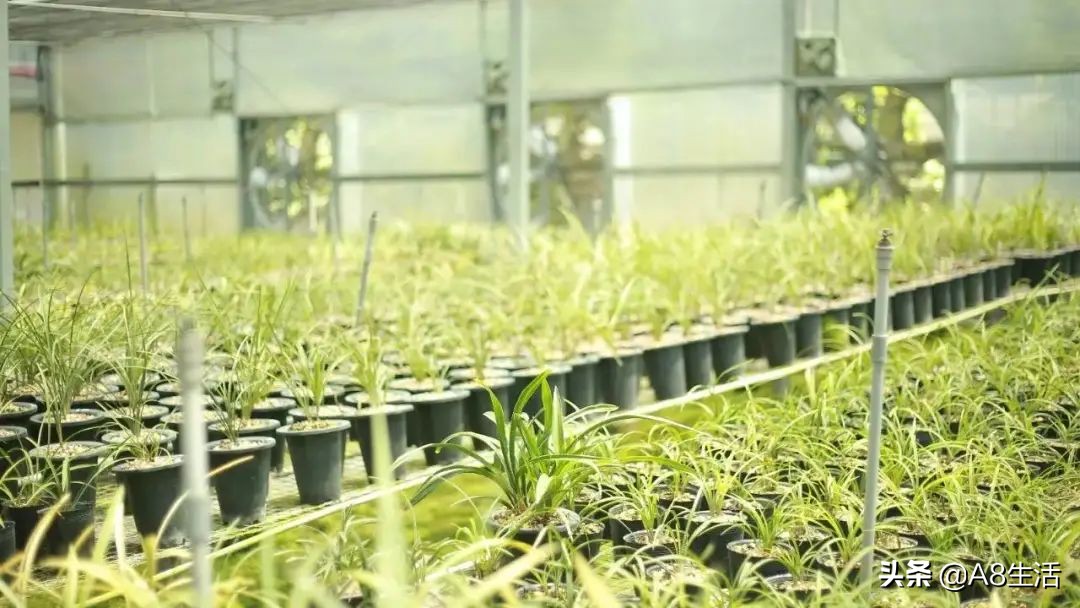 每日一品～中国兰花～春兰茗品～美芬荷