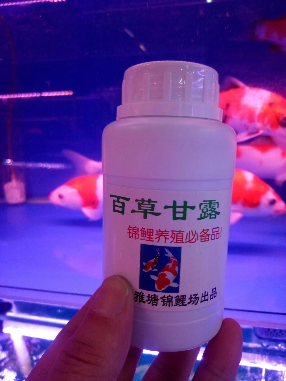 渔友张哥小视频,新鱼缸养锦鲤鱼正确的方法和技巧