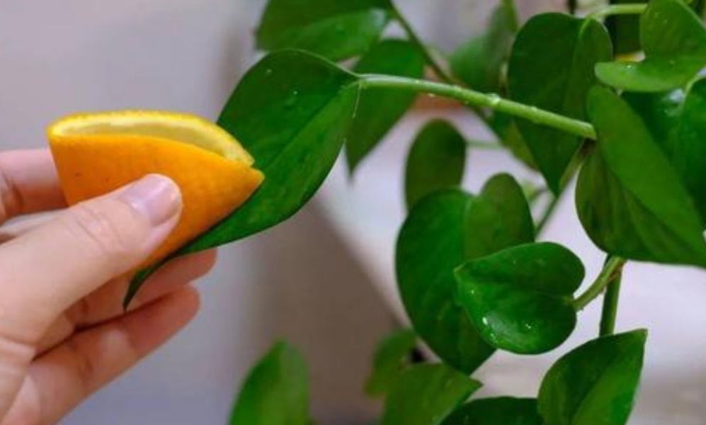 花叶子有灰尘怎么擦更亮,花卉叶子有灰尘如何快速清理