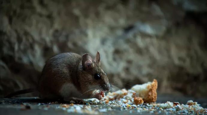 雄黄粉和雄黄驱蛇粉是一样的吗,原来蛇不怕雄黄而是这几样东西