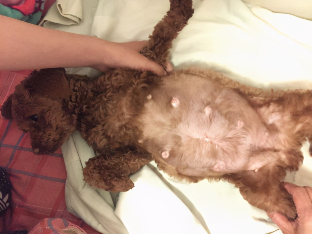 泰迪怀孕怎么照顾有助生产,泰迪怀孕前期有啥表现