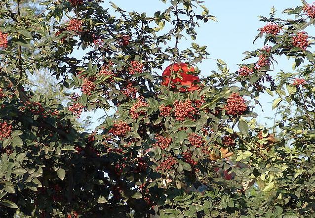 刺椒与黄芪复合种植，种植户需记住这些管理方法，及病虫害防治