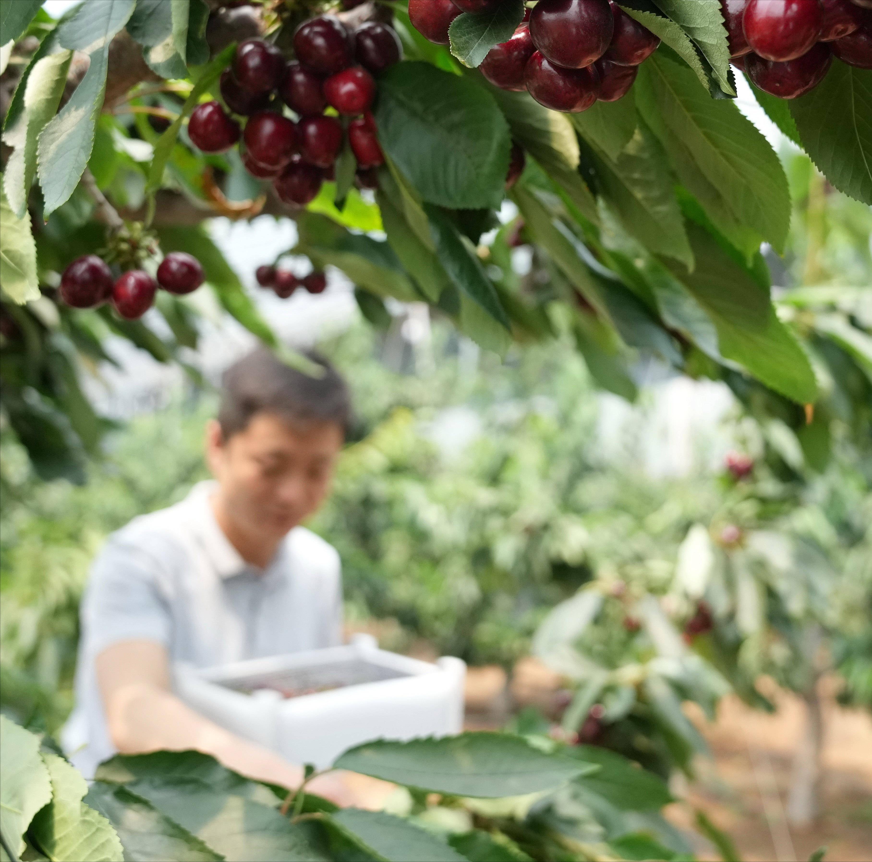 种植樱桃带动群众致富业绩介绍,下岗工人创业2元糖葫芦年赚2千万