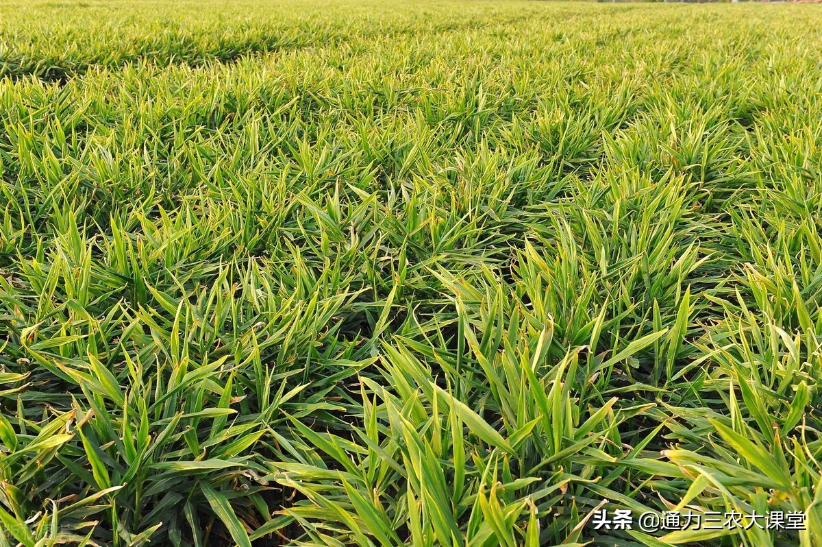 大姜种植技术和管理要点,大姜的种植和管理技术资料