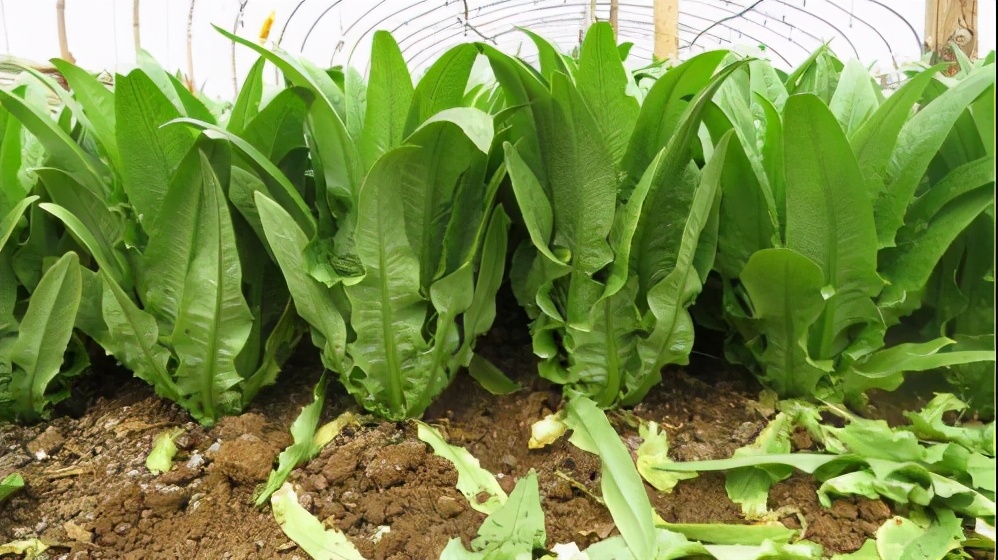 叶菜品类表,叶菜类一览表