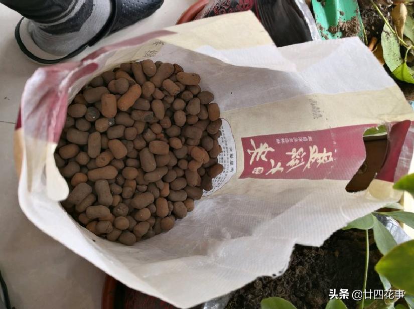 君子兰换盆的土是什么样子,君子兰换盆怎样使根系发达