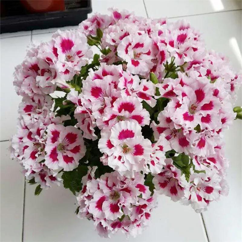 10种天竺葵,天竺葵100种图片大全