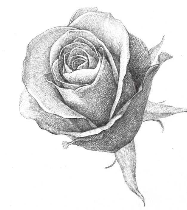 玫瑰素描画法步骤图,玫瑰素描指导视频
