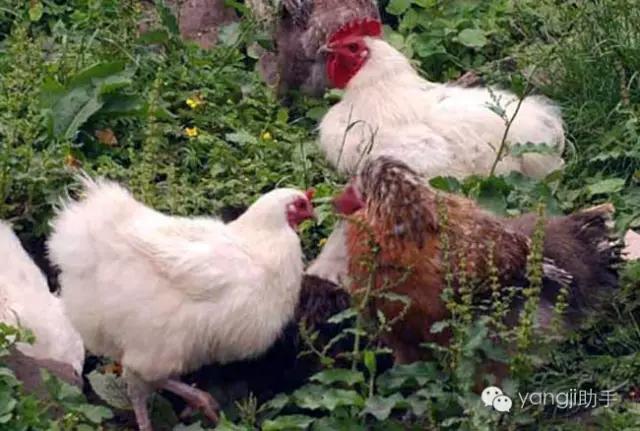 怎么样才能知道土鸡是什么样的,如何知道土鸡缺少什么营养