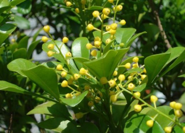 米兰花扦插方法图解,米兰花扦插的方法和时间