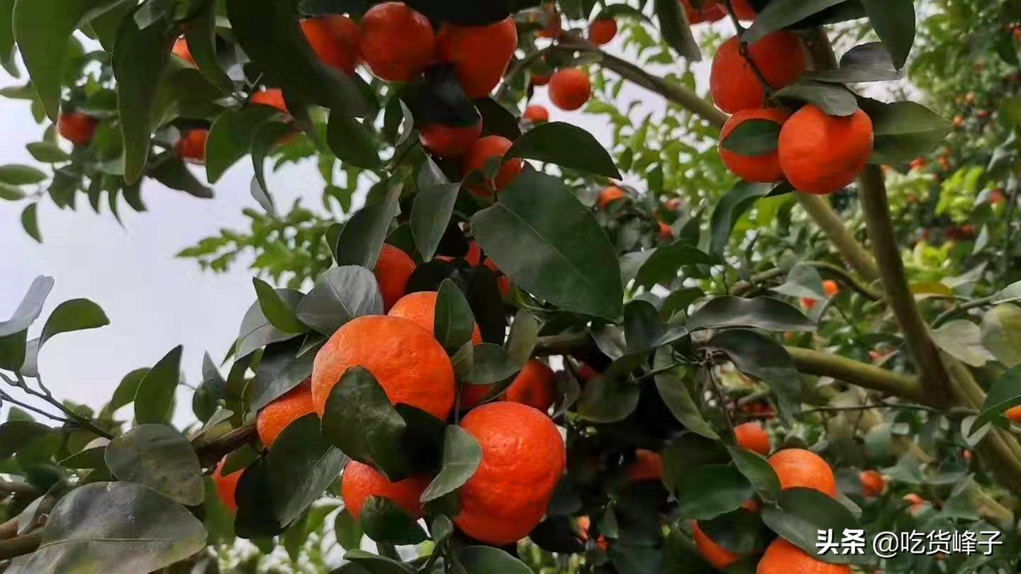 砂糖橘哪个季节好吃,过年少不了的砂糖橘