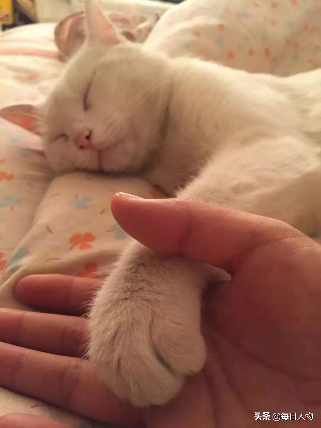 为什么年轻人会养猫,养猫真的能治好癌症吗